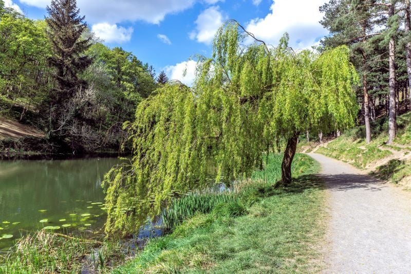 A young Weeping Willow tree in the Furry Glen area of Dublin's Phoenix Park. (Getty Images)
