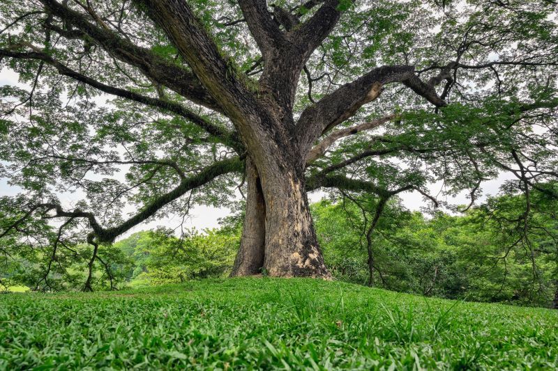 Elder tree. (Getty Images)