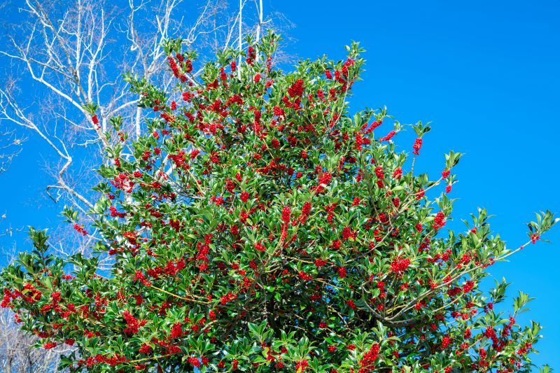 Holly tree. (Getty Images)