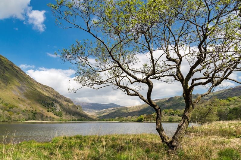 An alder tree. (Getty Images)