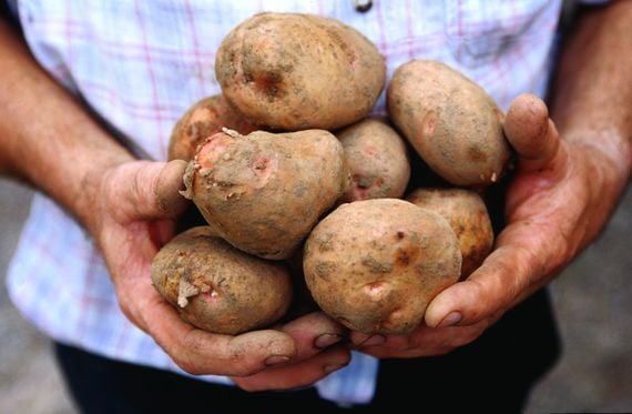 "Potato harvests would have been quite late." "Potato harvests would have been quite late."