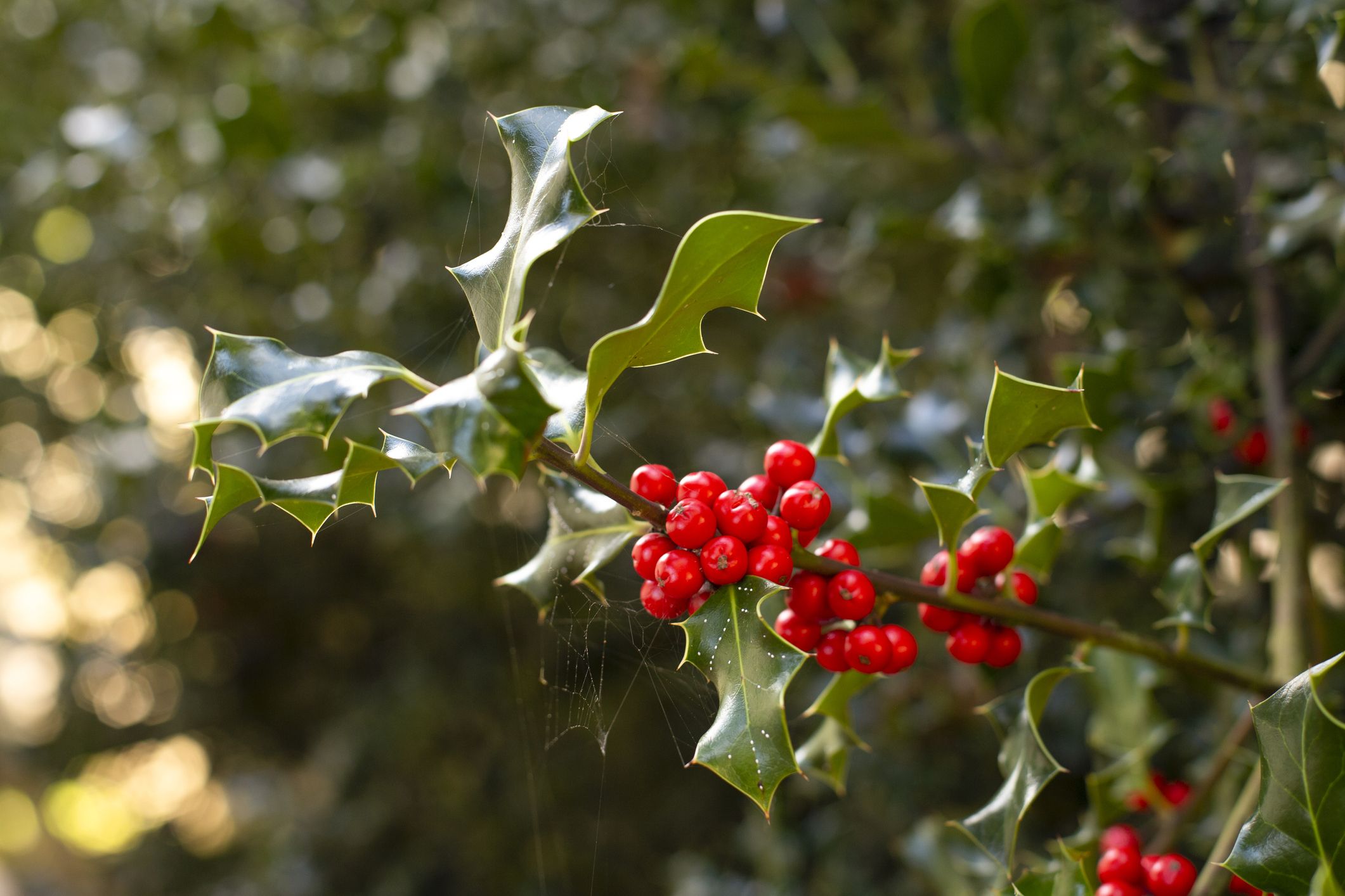 The Holly Tree. Credit: Getty The Holly Tree. Credit: Getty