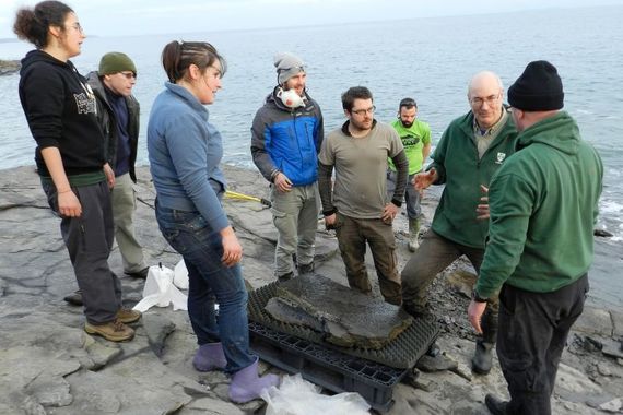 Rescue and recovery of the limestone slab containing the fossil sea urchins at Hook Head, Wexford. (Dr Sarah Gatley, Geological Survey Ireland.)