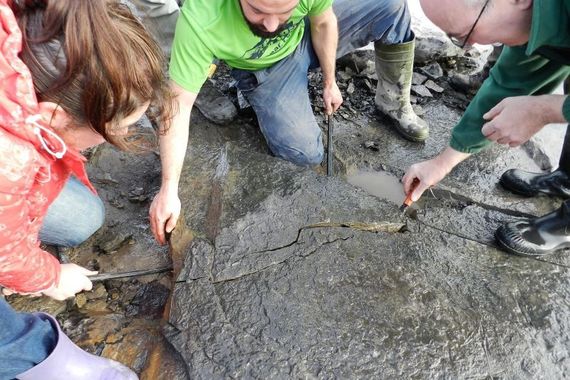 Careful removal of the limestone slab containing the fossil sea urchins by the recovery team at Hook Head, Wexford. (Dr Sarah Gatley, Geological Survey Ireland.)