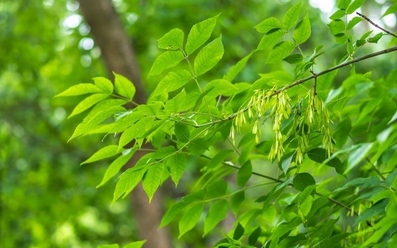 Ash Tree leaves. Credit: Dreamstime Ash Tree leaves. Credit: Dreamstime