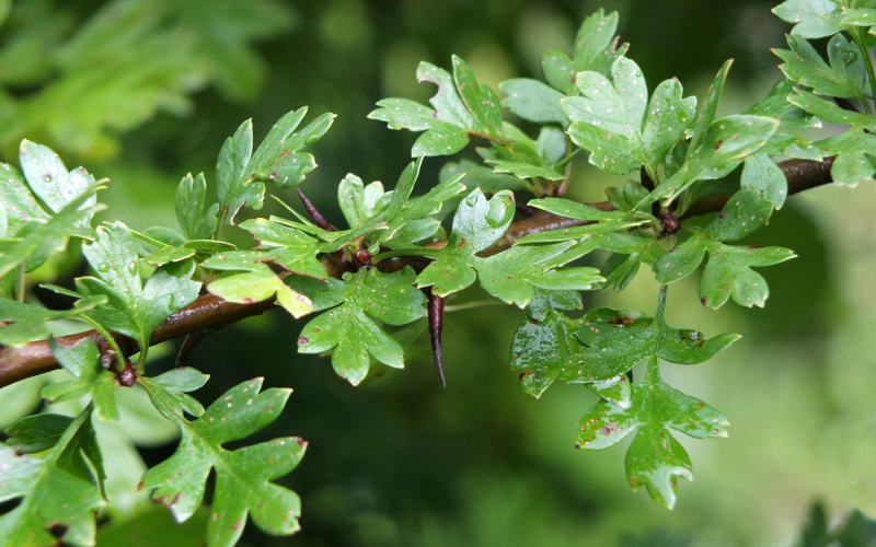 Hawthorn Leaves (Credit: Dreamstime.com) Hawthorn Leaves (Credit: Dreamstime.com)