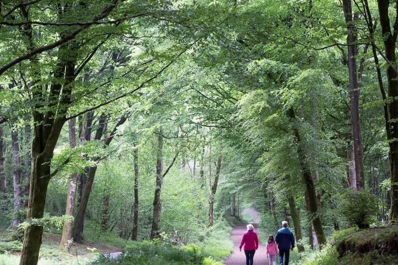 Mullaghmeen Forest in Finnea, County Westmeath. (Ireland's Content Pool)