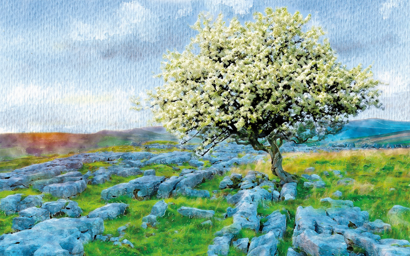 The Hawthorn Tree (Credit: Bernie Sexton) The Hawthorn Tree (Credit: Bernie Sexton)