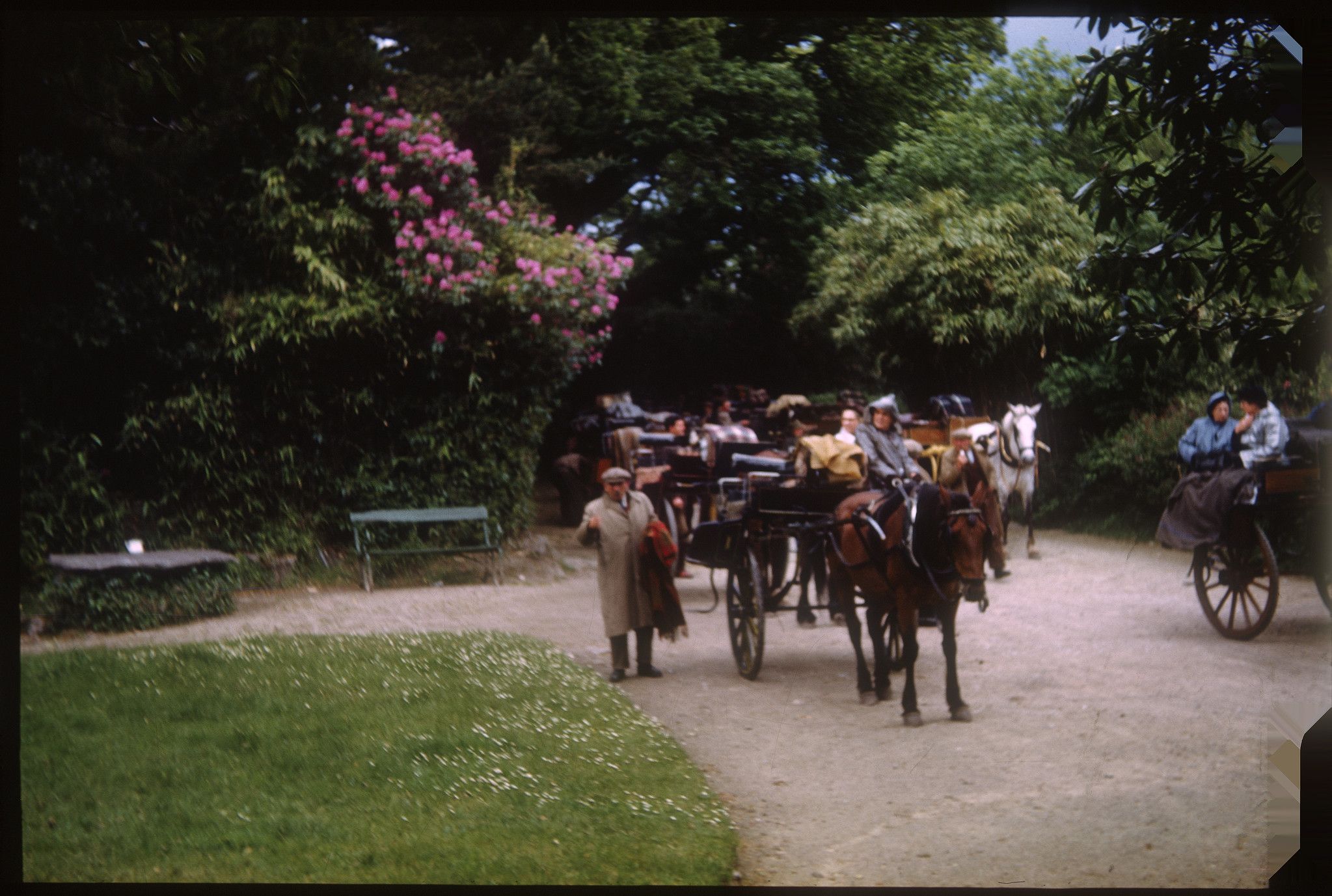May 19, 1953, Jaunting cars going through the Killarney Lakes and park. May 19, 1953. Photo by  Martin J. Walsh Jr, of Murdock Minnesota, Kodachrome slide