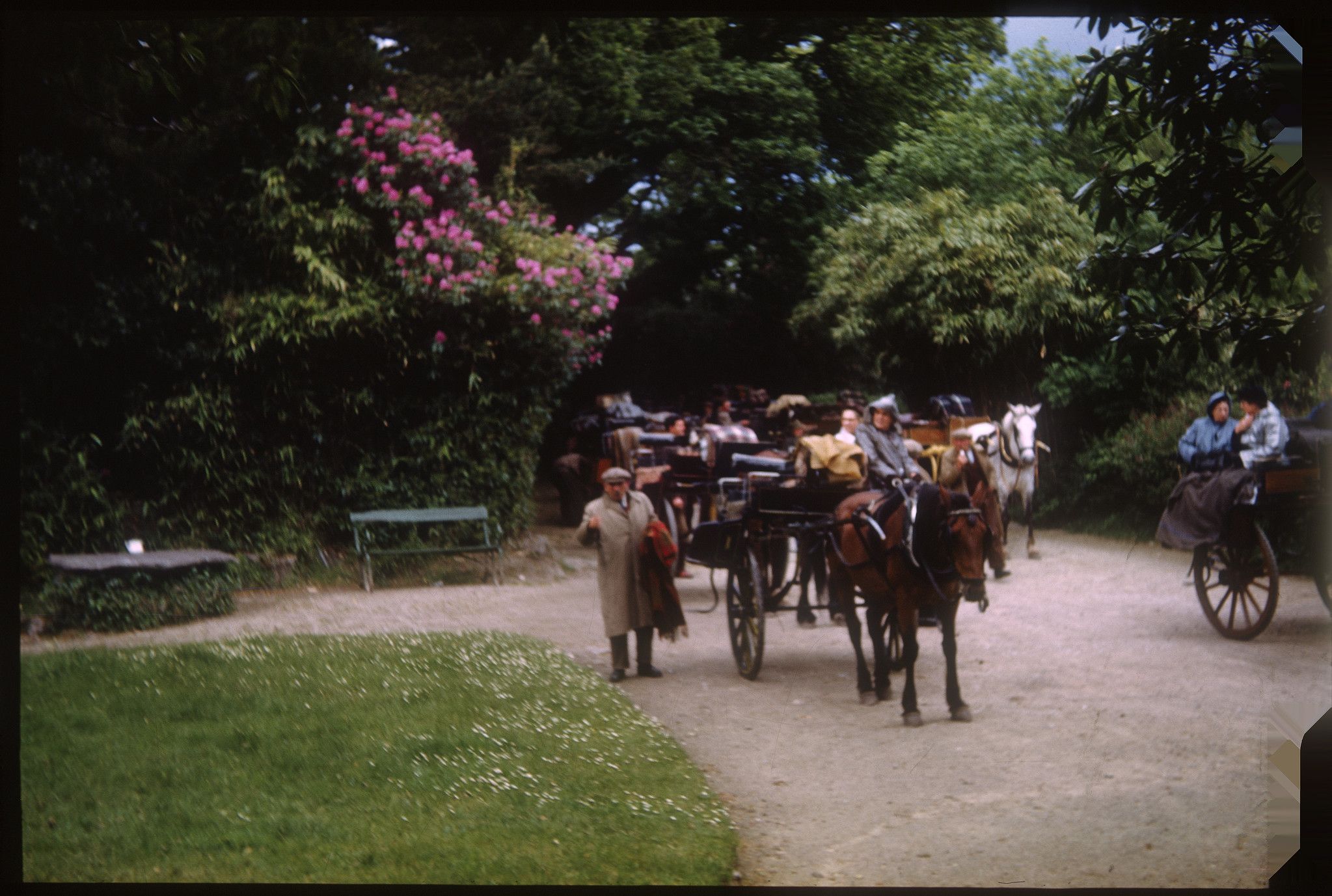 May 19, 1953, Jaunting cars going through the Killarney Lakes and park. May 19, 1953. Photo by Martin J. Walsh Jr, of Murdock Minnesota, Kodachrome slide