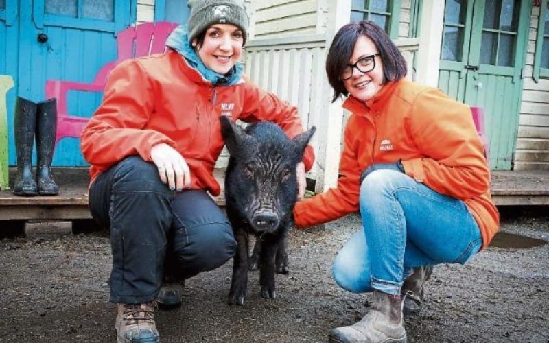 My Lovely Horse Rescue staff