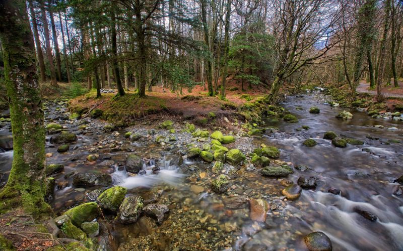 Tollymore Forest Park. Ireland's Content Pool.