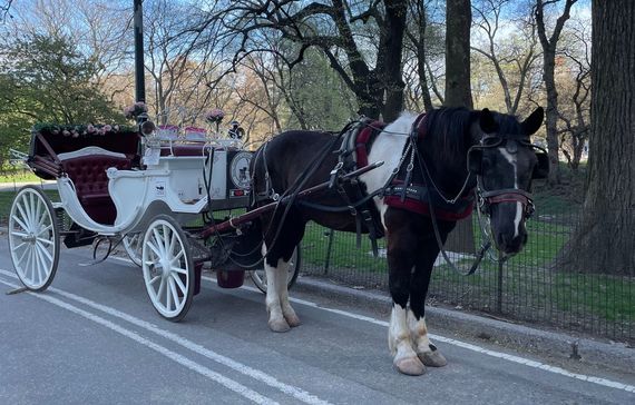 A horse and carriage in Central Park, New York. A horse and carriage in Central Park, New York.