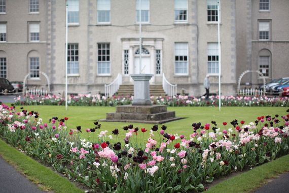 Tulips in the South Campus.