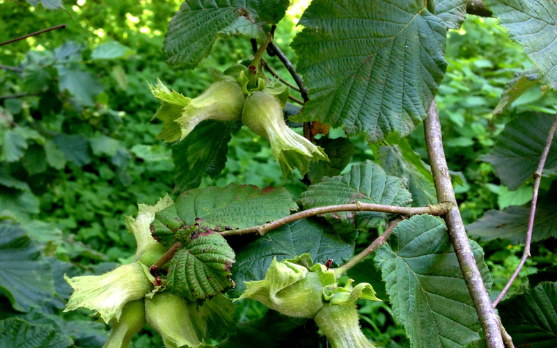 Hazel Tree. Credit: Dreamtime