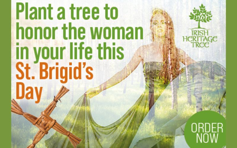 IrishCentral is proud to commemorate Feb 1, St. Brigid’s Day with the Irish Heritage Tree program.