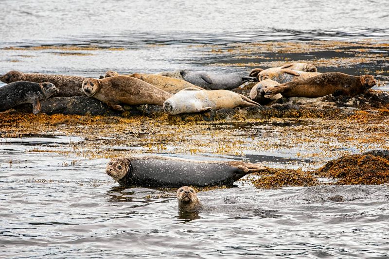 Seals at Kenmare Bay. (Ireland's Content Pool)