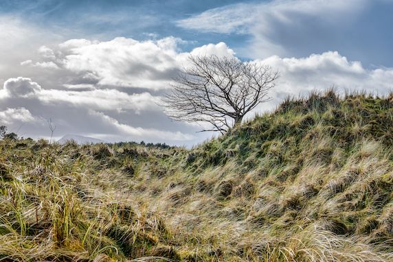 Grass-covered sand dunes, Ards Forest Park, Co. Donegal. Credit: Getty Images