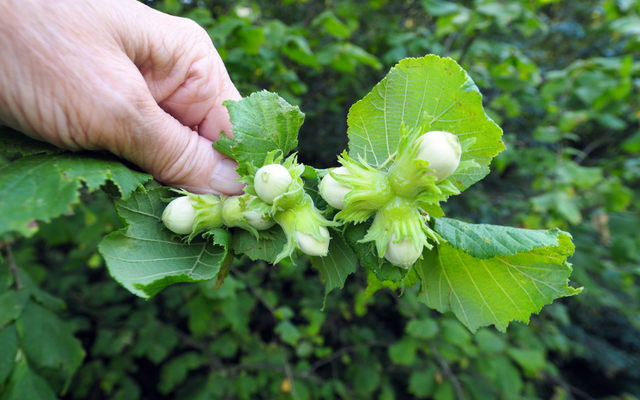 The Hazel Tree. Credit: Getty The Hazel Tree. Credit: Getty