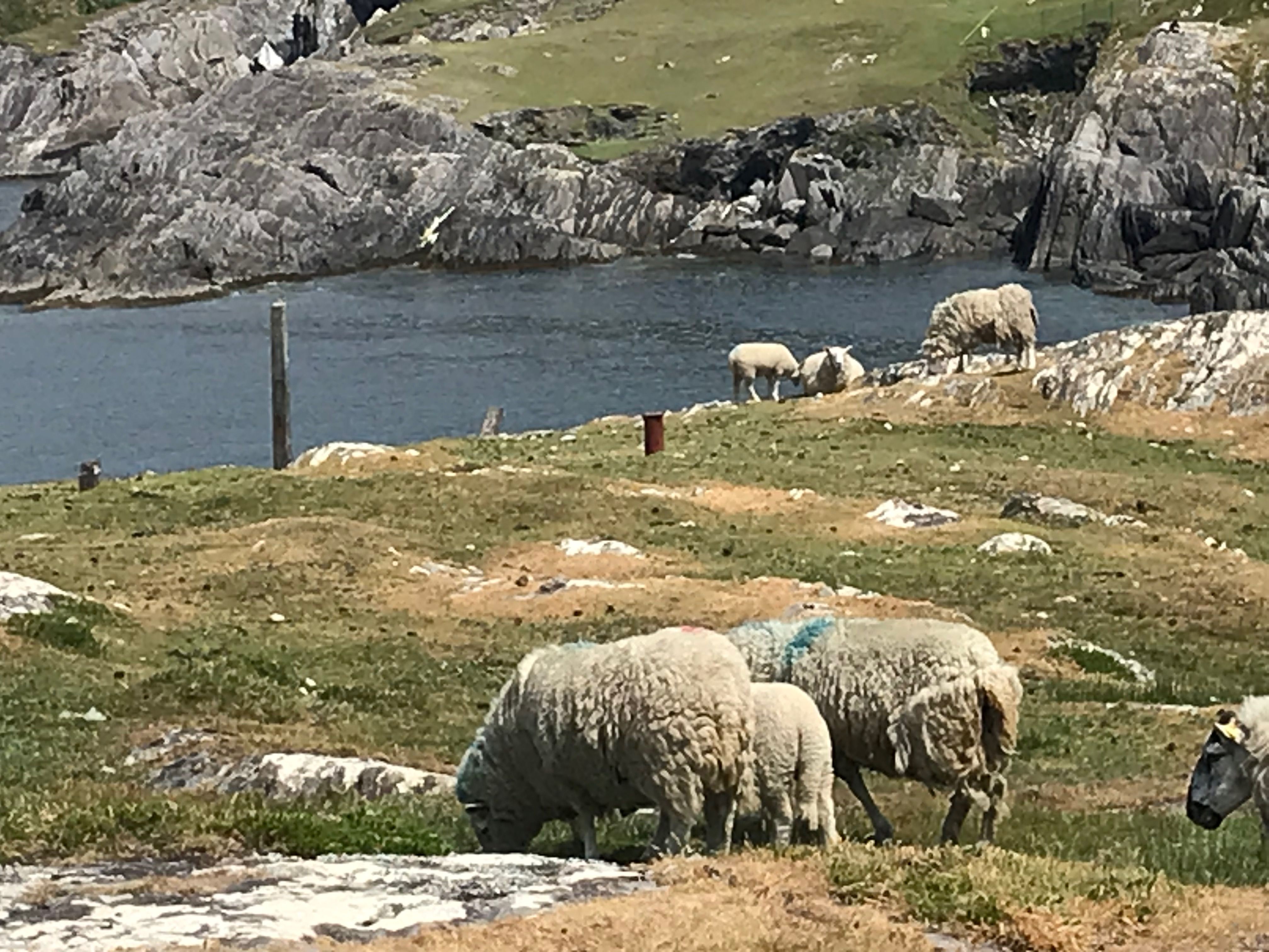 Dursey Island sheep