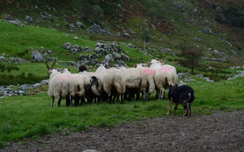 Sheep by Tea Korošec