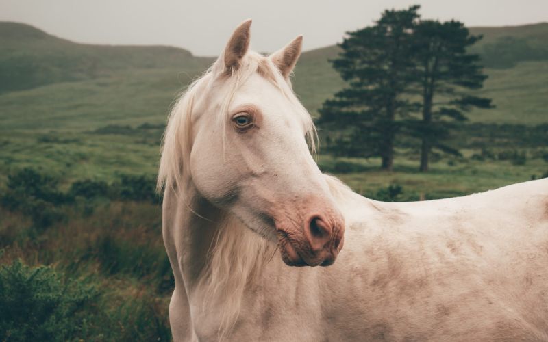 The Mare of Connemara by Ashley Abston