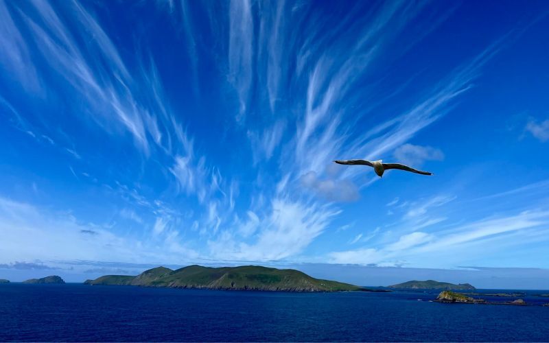The Seagull of Slea Head Drive by Julie Burns