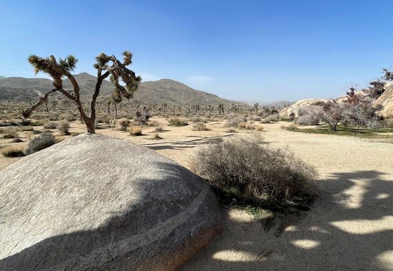 The magnificent Joshua Tree National Park in California The magnificent Joshua Tree National Park in California