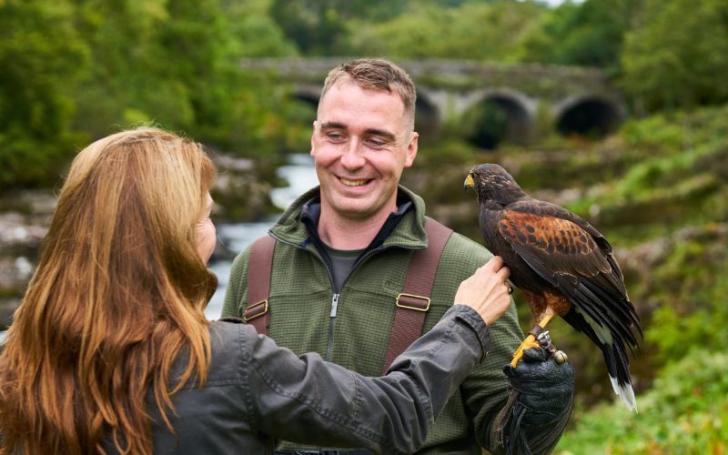 Falconry at Sheen Falls Lodge