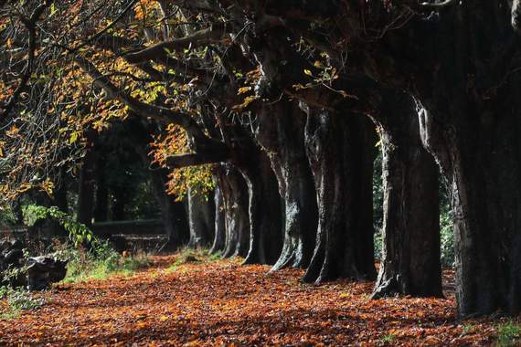 The woods of St. Anne's Park. The woods of St. Anne's Park.