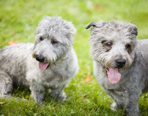 What would you name these precious pups? (Getty Images) What would you name these precious pups? (Getty Images)