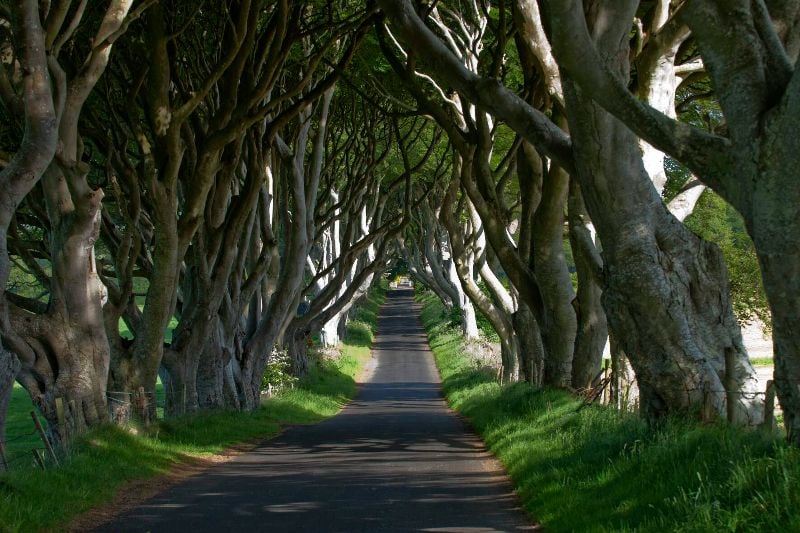 The Dark Hedges. (Ireland's Content Pool)