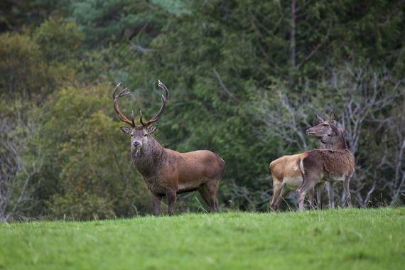 Killarney National Park, Kerry. Killarney National Park, Kerry.