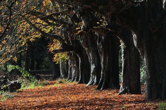 St Anne’s Park, Dublin. St Anne’s Park, Dublin.