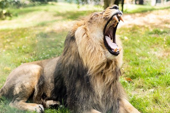 A lion kicking back at Fota Wildlife Park.