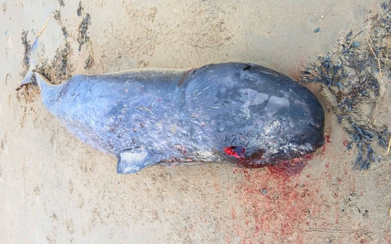 Narwhal on Sweet Nellies Beach, Greencastle, Co Donegal.(James Milliken and Alena Kunkel / IWDG)