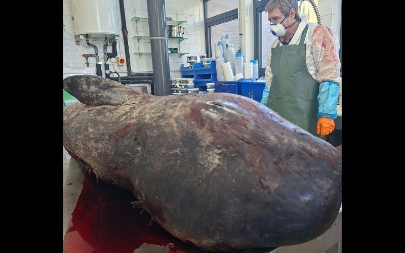 Narwhal in Cork RVL with Jim O’Donovan preparing to conduct a post-mortem examination. (Simon Berrow / IWDG)