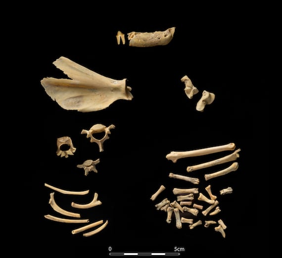 39 bones belonging to an adult male wildcat were discovered deep within Glencurran Cave. CREDIT: Ken Williams 