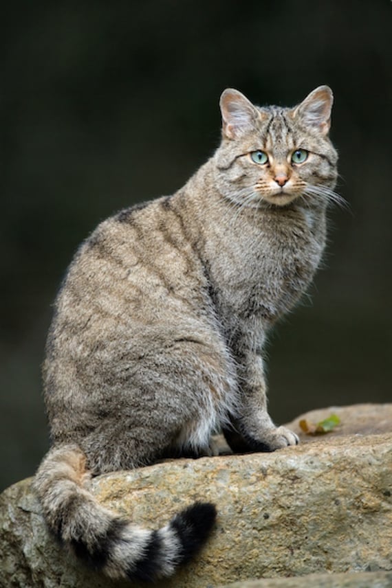 European wildcat (Felis silvestris)” by Luc Viatour, via Wikimedia Commons, licensed under CC BY 3.0