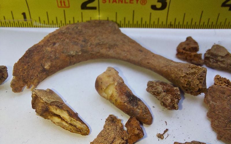 The first remains that were recovered from Northwood Cemetery. The first remains that were recovered from Northwood Cemetery.