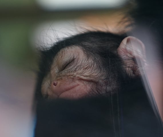 Columbian spider monkey baby. BELFAST ZOO