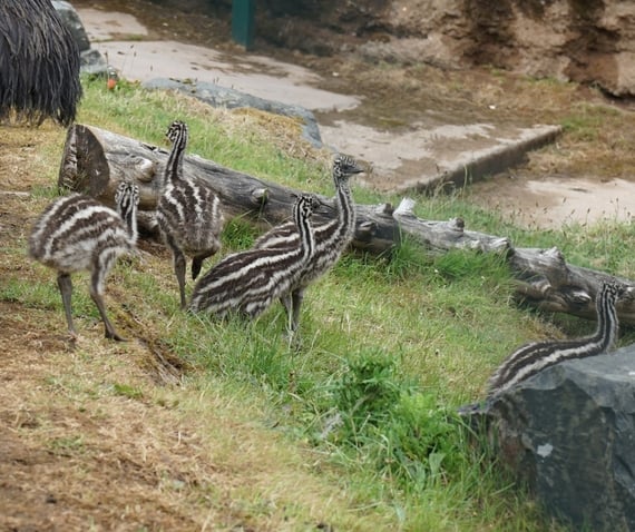 Emu chicks. BELFAST ZOO