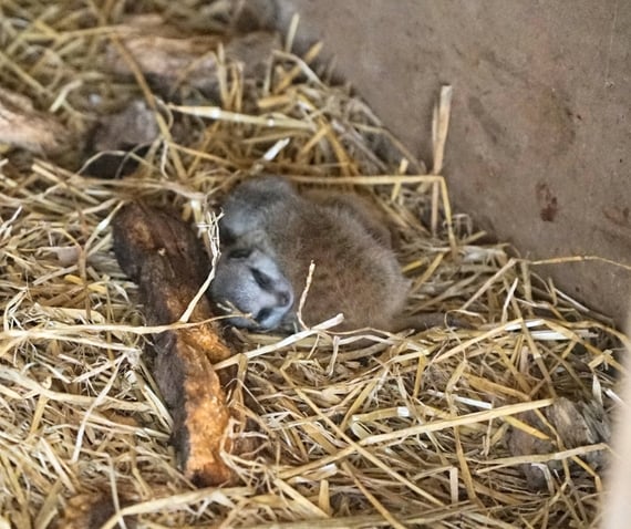 Meerkat pups. BELFAST ZOO