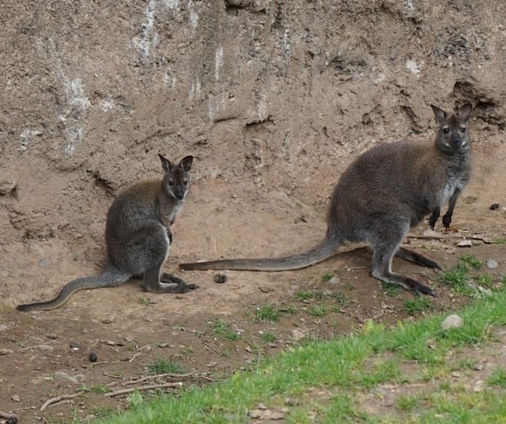 Baby wallaby. BELFAST ZOO