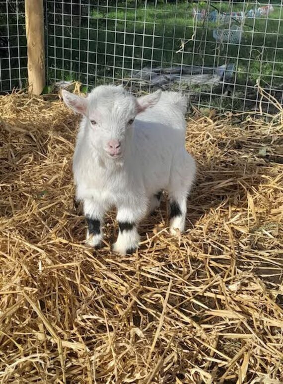 Baaaanjo from County Clare. Courtesy of Pet Sitters Ireland