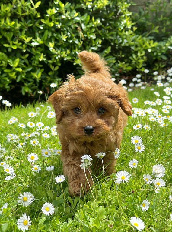 Max from County Kerry. Courtesy of Pet Sitters Ireland.
