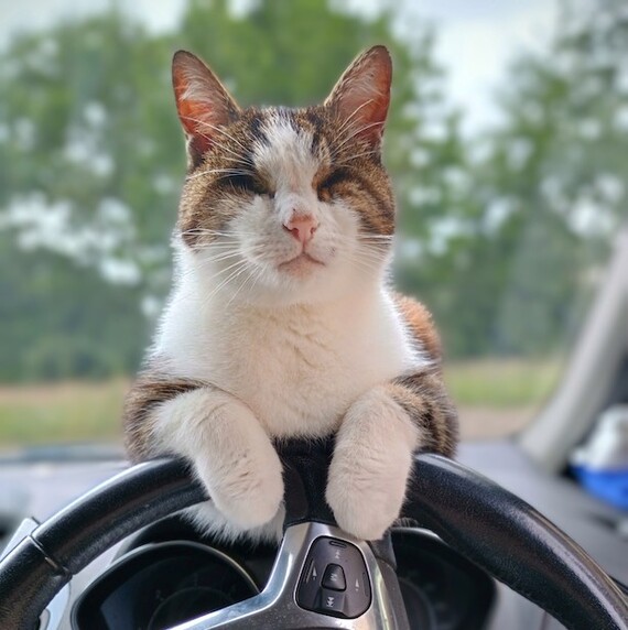 Buddy from County Mayo. Courtesy of Pet Sitters Ireland