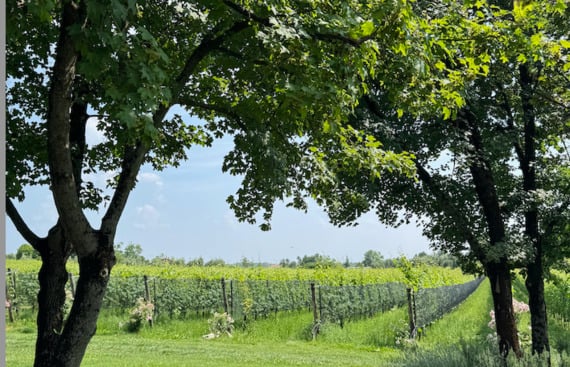 The lush vine groves of the Conti Thun report in Italy. The lush vine groves of the Conti Thun report in Italy.
