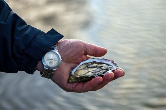 Premium Irish oysters. Premium Irish oysters.