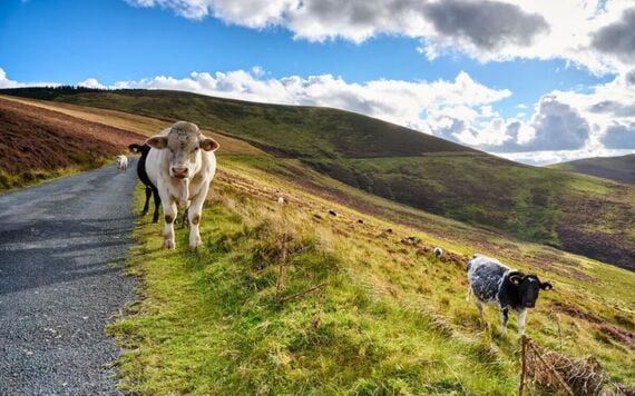 Cows grazing in the Blackstairs Mountains. 